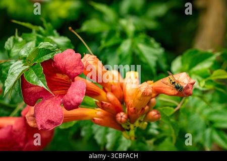 Terific Campsis x Tagliabuana 'Madame Galen'. Naturel gros plan portrait de plante fleurie fleuri avec un peu de feuillage. soulagés, intrigants, absorbants, audacieux Banque D'Images