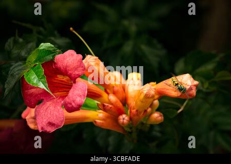 Terific Campsis x Tagliabuana 'Madame Galen'. Naturel gros plan portrait de plante fleurie fleuri avec un peu de feuillage. soulagés, intrigants, absorbants, audacieux Banque D'Images