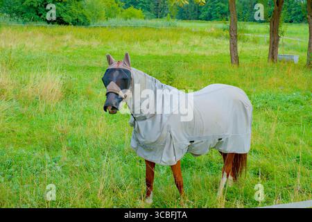 Cheval portant un équipement de protection complet contre les insectes piqueurs tels que les mouches à cheval et les moustiques, y compris un drap mouche et un masque mouche. Banque D'Images