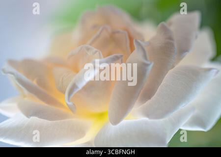Close up of a pink rose Banque D'Images