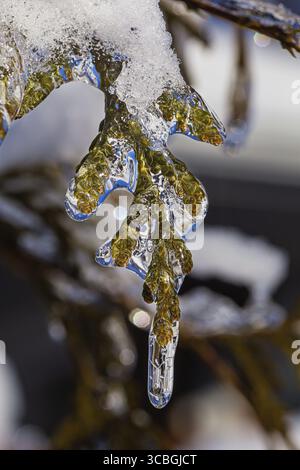 Plan macro d'une branche de cèdre couverte de glace Banque D'Images
