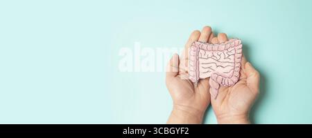 Côlon, cancer colorectal ou rectal, maladie inflammatoire de l'intestin, perte de poids, douleurs abdominales et fatigue, Morbus Crohn, colite ulcéreuse, digestif s Banque D'Images
