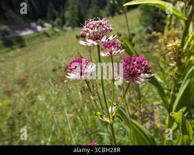 Gros plan de fleurs roses Astrantia à la lumière du soleil avec fond d'herbe verte. Banque D'Images