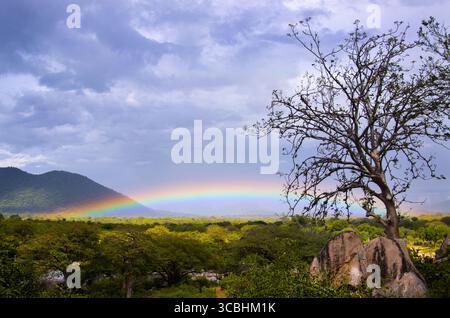 Un arc-en-ciel inhabituel avec une arche très basse accompagné d'une légère averse le long de la Grande rivière Ruaha. La lumière réfractée à travers des gouttelettes d'eau Banque D'Images
