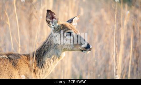 Cerf de Virginie dans un champ herbeux Banque D'Images