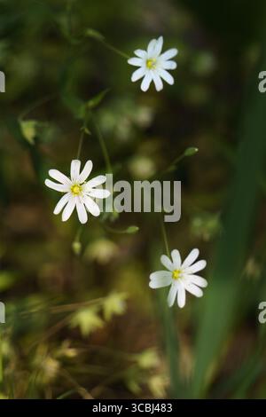 Gros plan des fleurs de Greater Starwort (Rabelera holostea) en fleurs dans la nature Banque D'Images