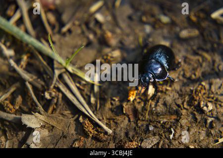 Macro gros plan sur le sol forestier Banque D'Images