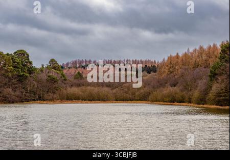 Une vue tranquille sur le Lower Fish Pond, entouré par les magnifiques forêts mixtes de Yearsley Woods dans le North Yorkshire, Royaume-Uni, un jour d'automne. Banque D'Images