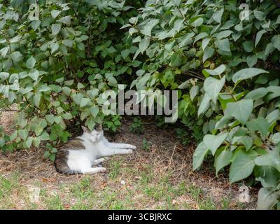 Chat blanc et gris se prélassant dans l'ombre fraîche d'un buisson dans un parc, savourant un moment paisible de tranquillité sur une chaude journée d'été, entouré de l Banque D'Images