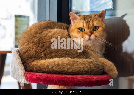Cat au Cat Cafe à Chiang Rai en Thaïlande en Asie Banque D'Images