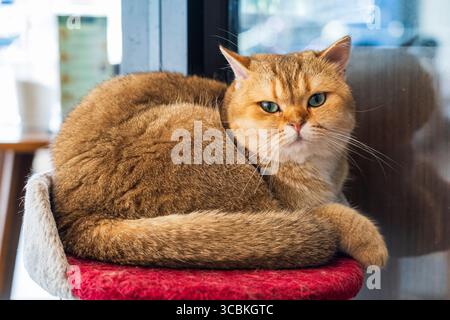 Cat au Cat Cafe à Chiang Rai en Thaïlande en Asie Banque D'Images