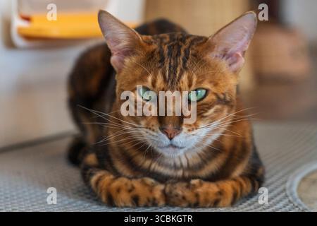 Cat au Cat Cafe à Chiang Rai en Thaïlande en Asie Banque D'Images