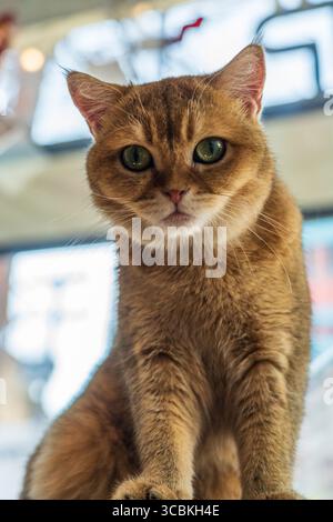 Cat au Cat Cafe à Chiang Rai en Thaïlande en Asie Banque D'Images