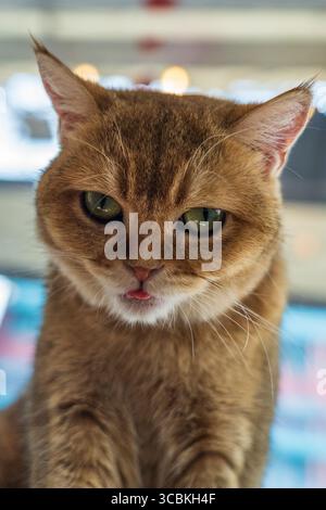 Cat au Cat Cafe à Chiang Rai en Thaïlande en Asie Banque D'Images