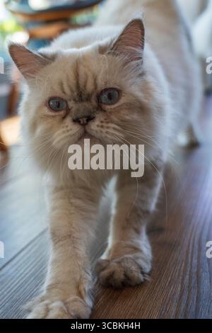 Cat au Cat Cafe à Chiang Rai en Thaïlande en Asie Banque D'Images