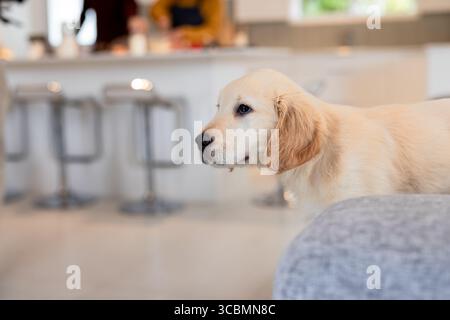 Golden retriever chiot debout regardant personne dans le tablier se préparant à l'îlot de cuisine, espace de copie. Mignon, domestique, joyeux, moderne, ludique, confortable, ani Banque D'Images