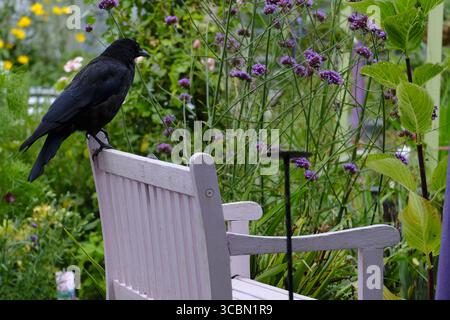Corbeau de charoie (Corvus corone) perché sur un banc en bois peint dans un jardin coloré, entouré de fleurs d'été dont la verveine violette Banque D'Images
