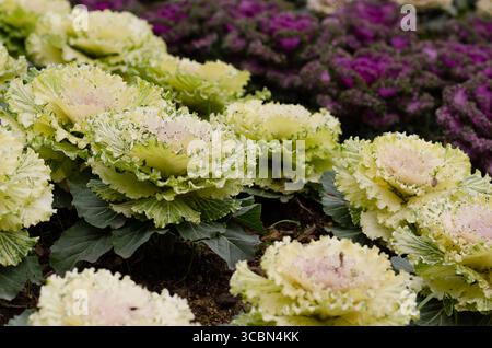 Choux ornementaux blancs et violets dans un parc urbain. Banque D'Images