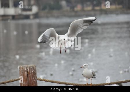 Une mouette s'élève gracieusement au-dessus des eaux tranquilles du Green Lake Park à Kunming, en Chine, pendant un matin d'hiver croustillant en janvier pendant un autre repos Banque D'Images