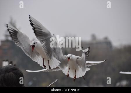 Deux goélands à tête noire (Chroicocephalus ridibundus) dans le plumage hivernal, les ailes s'écartent et les becs s'ouvrent, capturés à mi-vol avec un arrière urbain flou Banque D'Images