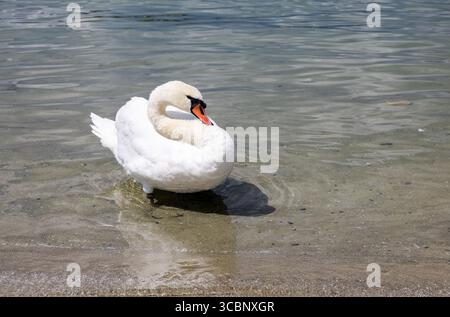 Swan Geneva Lake, Suisse Banque D'Images