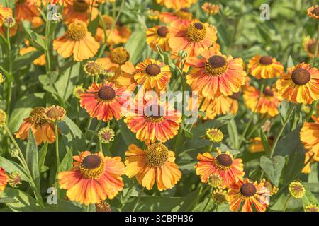 Hélium (hélium 'fleur primitive de Sahin', fleur primitive d'Helenium Sahin), floraison, fleur primitive de Sahin cultivar Banque D'Images