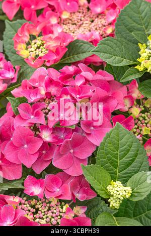 Hortensia du jardin, hortensia du chapeau de dentelle (hortensia macrophylla 'Frisbee Hot Pink', hortensia macrophylla Frisbee Hot Pink), floraison, cultivar Frisbee Ho Banque D'Images