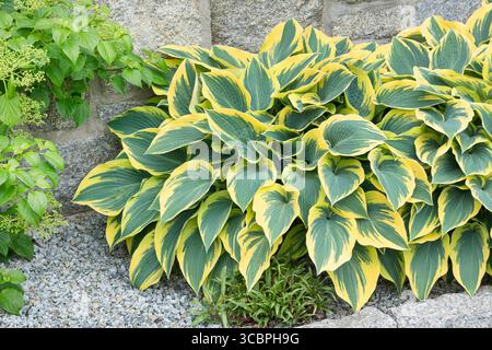 Lys plantain (Hosta 'First Frost', Hosta First Frost), feuilles de cultivar First Frost Banque D'Images