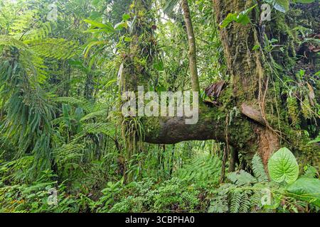 Forêt nuageuse dans la réserve forestière nuageuse de Santa Elena, Costa Rica, Puntarenas, Monteverde Banque D'Images