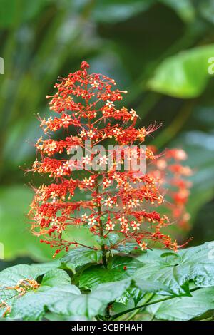 Fleur de pagode, Hanuman Kireetam (Clerodendrum paniculatum), inflorescence, plante ornementale d'Asie, Costa Rica, Heredia Banque D'Images