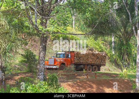 Défrichement de la forêt tropicale, le camion transporte le bois abattu de la forêt tropicale, Costa Rica, Alajuela, Boca Tapada Banque D'Images