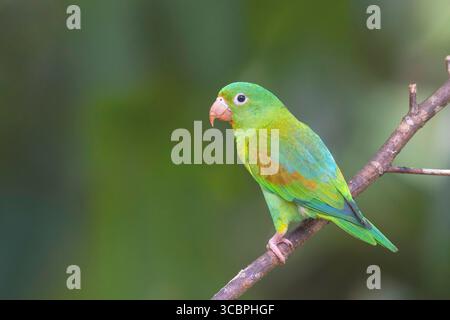 Perruche à étamine orange (Brotogeris jugularis), assise sur une branche, Costa Rica, Alajuela, la Fortuna Banque D'Images