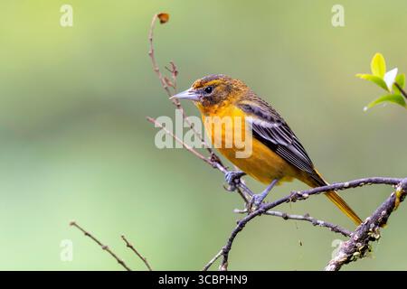 Abeille's oriole, Baltimore oriole, Golden oriole, Northern oriole (icterus galbula), femelle assise sur une branche, Costa Rica, Puntarenas, Monteverde Banque D'Images