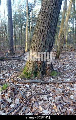 Un arbre endommagé qui n'a pas été abattu se dresse de travers dans la forêt, pin à écorce annulaire, Allemagne, Rhénanie du Nord-Westphalie Banque D'Images