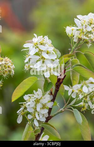 Saskatoon service Berry, Western Serviceberry, Saskatoon Serviceberry (Amelanchier alnifolia 'Saskatoon Berry', Amelanchier alnifolia Saskatoon Berry) Banque D'Images
