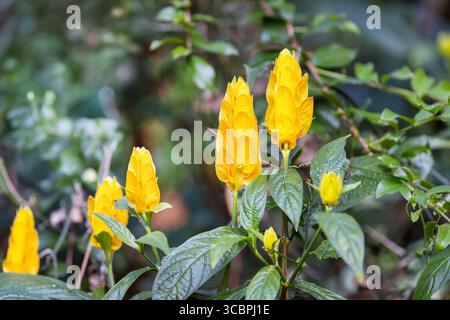 Bougie dorée, plante de sucette, plante de crevette dorée (Pachystachys lutea), floraison, Costa Rica, Heredia Banque D'Images