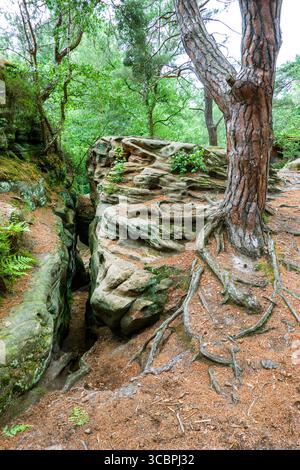 Monument naturel de Katzensteine, Allemagne, Rhénanie du Nord-Westphalie, Mechernich Banque D'Images