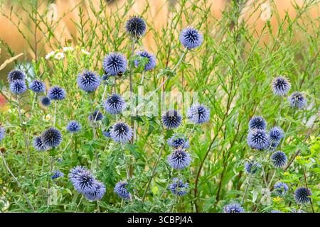 Globethistle du Sud (Echinops ritro 'Veitch's Blue', Echinops ritro Veitch's Blue), floraison, cultivar Veitch's Blue, Allemagne Banque D'Images