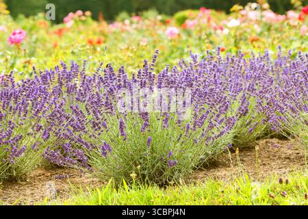Lavande anglaise (Lavandula angustifolia 'Hidcote', Lavandula officinalis Hidcote), floraison, cultivar Hidcote Banque D'Images