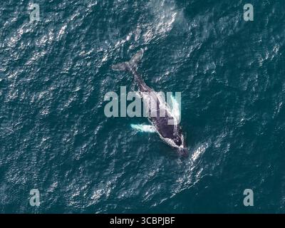 Vue aérienne d'une baleine nageant dans les eaux bleues profondes au large de l'Islande Banque D'Images