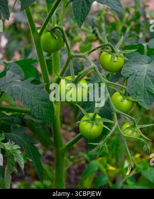 Ferme de tomates cerises vertes mûrissant sur la tige Banque D'Images