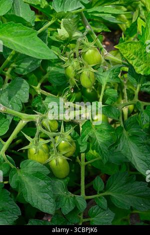 Cerise prune ou tomate Roma en fermes vertes et en développement Banque D'Images