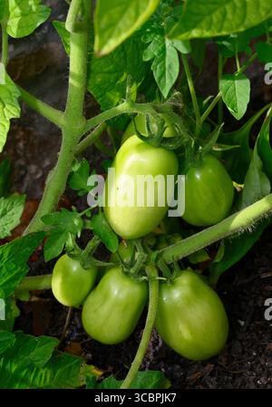 Truc de tomates cerises prunes ou Roma poussant sur tige de plante Banque D'Images