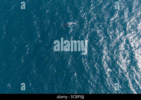 Vue aérienne du surfaçage des baleines dans l'océan bleu profond près de l'Islande Banque D'Images