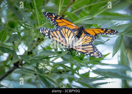 Comportement d'accouplement des papillons monarques menacés sur feuillage vert. Banque D'Images
