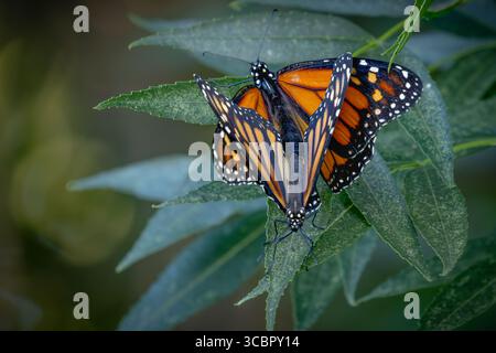 Comportement d'accouplement des papillons monarques menacés sur feuillage vert. Banque D'Images