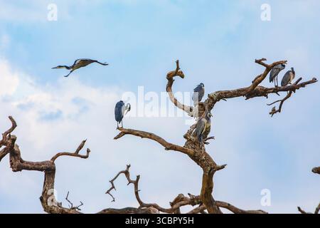 Les hérons bleus reposent sur un arbre mort dans le parc national du Serengeti, en Tanzanie, en Afrique. Le parc est connu pour sa diversité d'oiseaux, avec plus de 500 espèces recor Banque D'Images