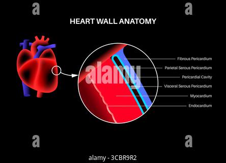 Illustration de l'anatomie de la paroi cardiaque. La paroi cardiaque se compose de trois couches : l'endocarde (le plus à l'intérieur), le myocarde (moyen et le plus épais), et le péricarde viscéral (le plus à l'extérieur, également connu sous le nom d'épicarde). Le cœur est également entouré d'un sac à double couche appelé péricarde, qui comprend un péricarde fibreux et un péricarde séreux. L'espace entre ces couches est la cavité péricardique. Banque D'Images