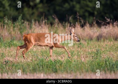 Un chevreuil se déplace dans un champ agricole pendant une journée d'été. Banque D'Images