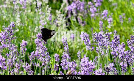Les papillons dansent sur les fleurs de lavande dans un champ ensoleillé, mettant en valeur la beauté de la nature en pleine floraison pendant la chaude saison printanière. Banque D'Images